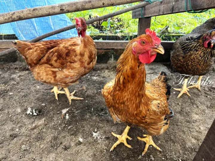 Three brown chickens standing on dirt ground near a wooden fence in a rural farmyard setting.
