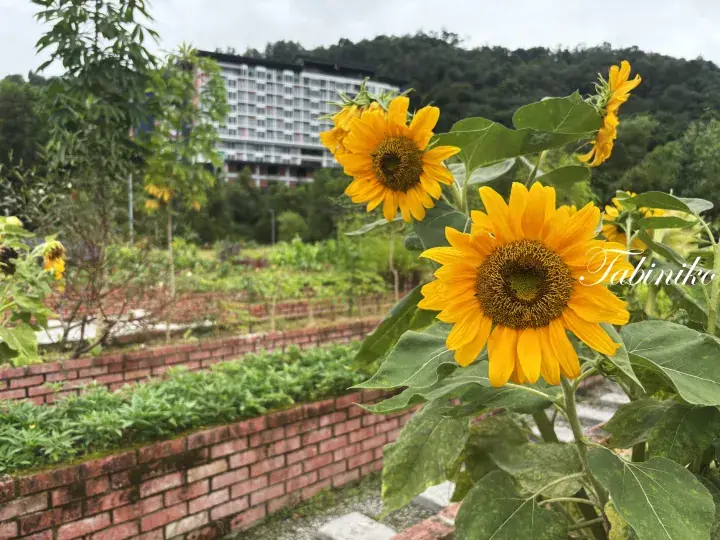 Bright yellow sunflowers bloom in a brick-walled garden with a hillside apartment building in the background.