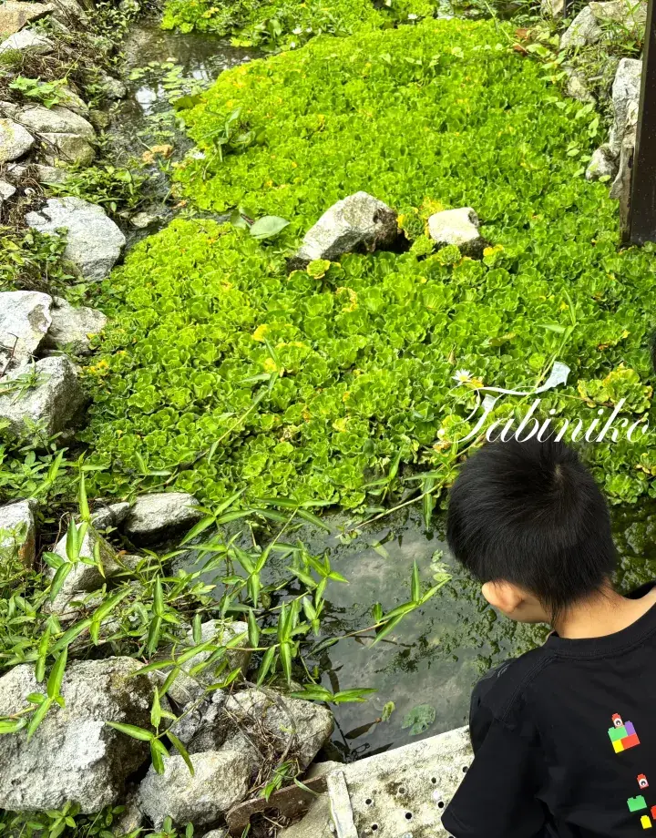 A young boy in a black shirt looks at a stream covered in lush green aquatic plants.