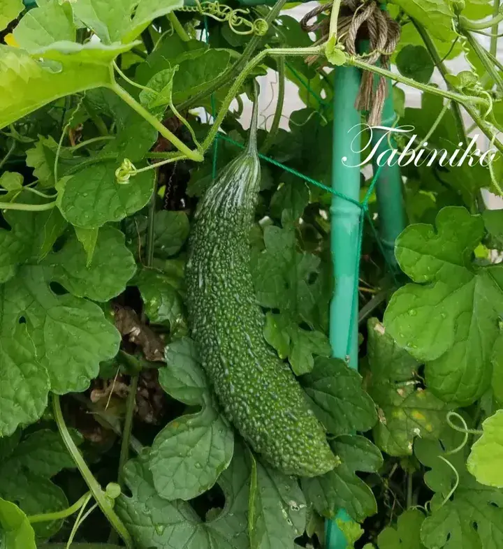 A fresh green bitter melon hanging from a vine in a lush garden, surrounded by large leaves and a green support pole.
