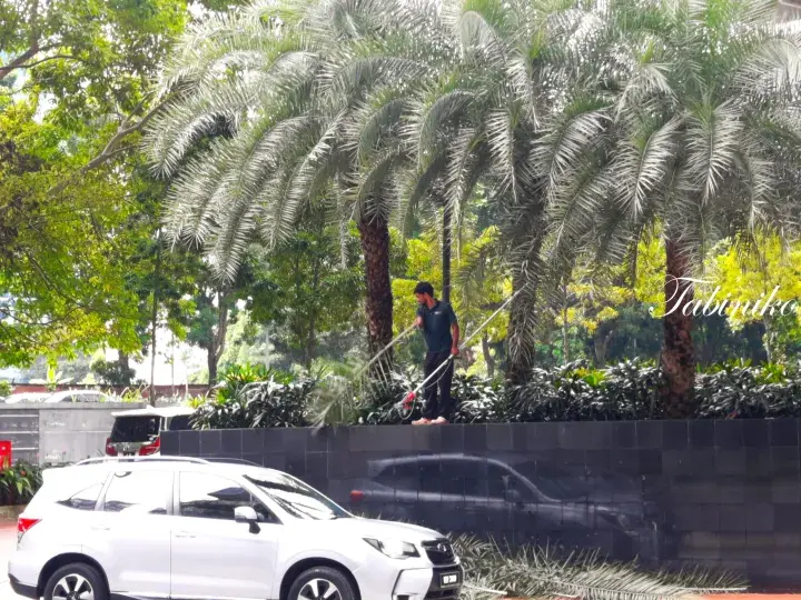 A worker trimming palm trees at a landscaped property entrance with a white SUV parked nearby.