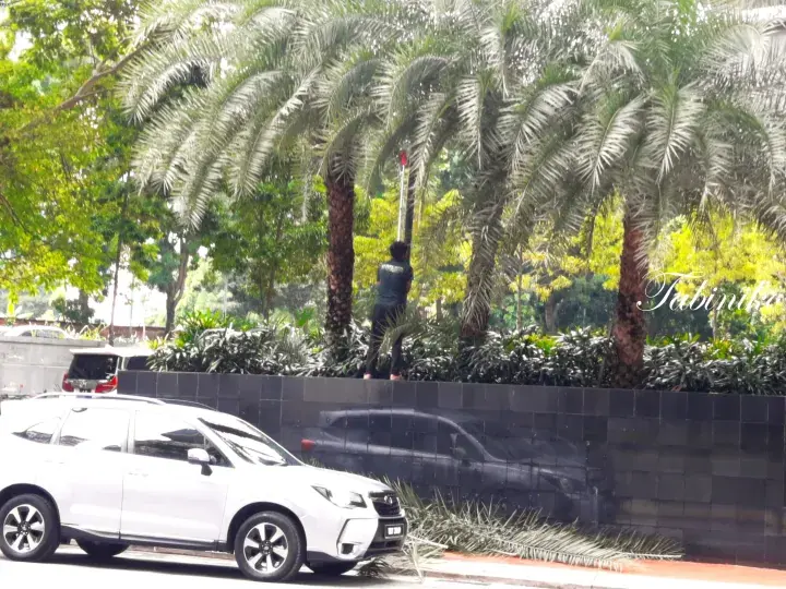 Worker trimming palm trees at a lush property entrance with a white SUV parked nearby in Malaysia.