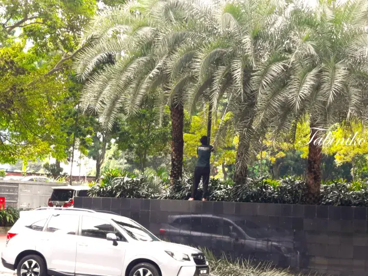 A worker trims tall palm trees in a lush green garden beside a black tiled wall and parked white SUV.