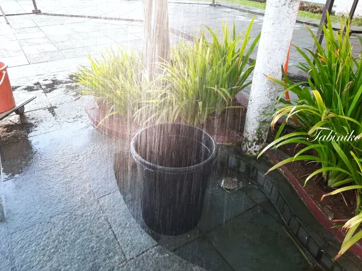 Rainwater flowing from a roof gutter into a black bucket beside tropical plants in Malaysia.