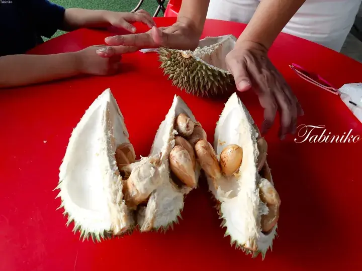 Hands opening a durian fruit on a red table, revealing the creamy yellow flesh inside.