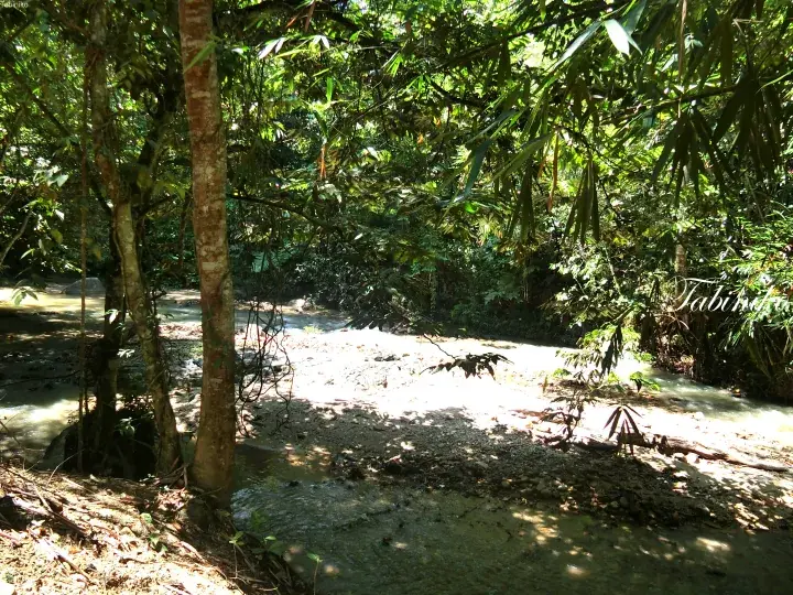 Sunlight filtering through lush tropical trees onto a shallow stream in a Malaysian rainforest.