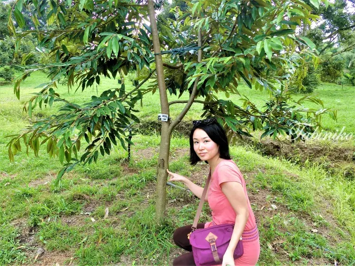 Woman pointing at a durian tree labeled MSK 144 in a lush Malaysian orchard.