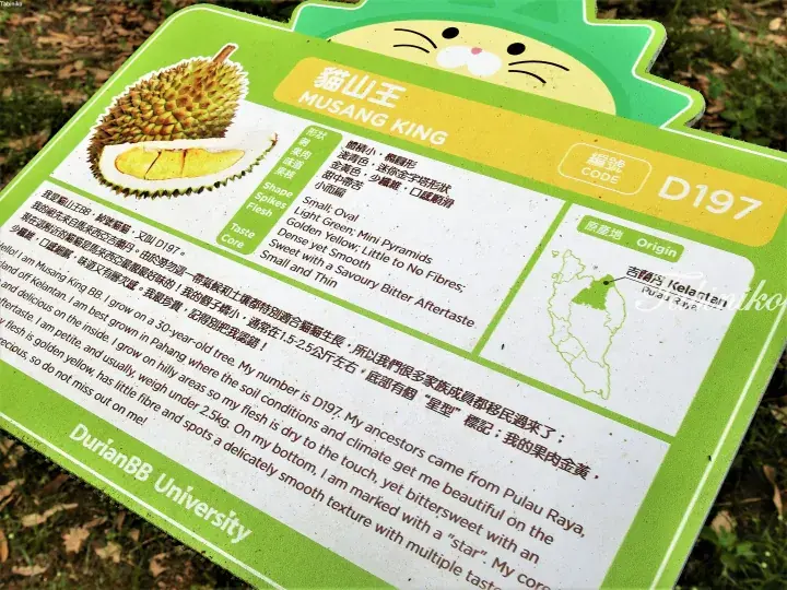 Informational sign for Musang King (D197) durian at DurianBB University, detailing its origin in Kelantan and characteristics.