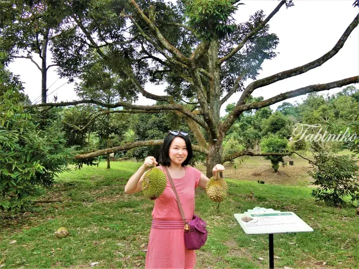 Woman holding two durians under a tree at a Malaysian durian farm.