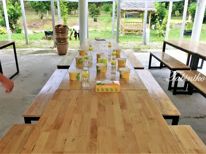 Long wooden dining tables set with yellow durian-themed cups and water bottles at an open-air pavilion in a Malaysian durian farm.