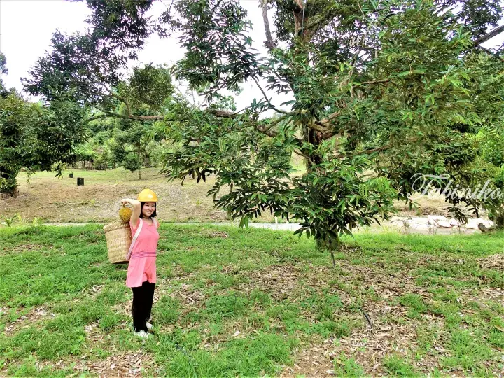 Woman in pink shirt and yellow helmet holding a durian and basket in a lush orchard.