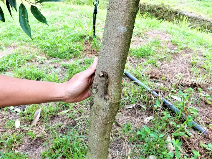 Hand touching the trunk of a young tree in a garden with irrigation pipes.