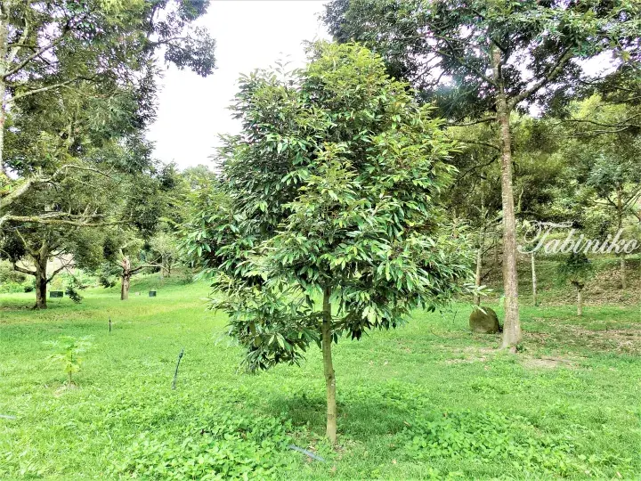 Young durian tree growing in a lush green orchard with mature trees in the background.