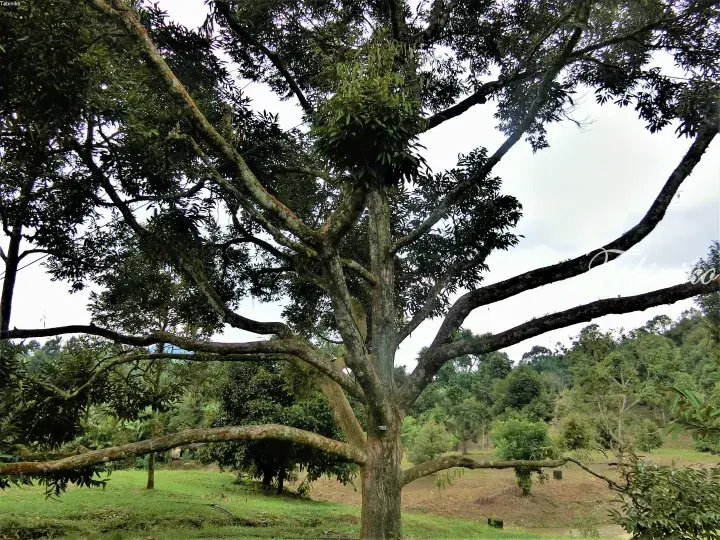 Large durian tree with sprawling branches in a lush orchard setting.