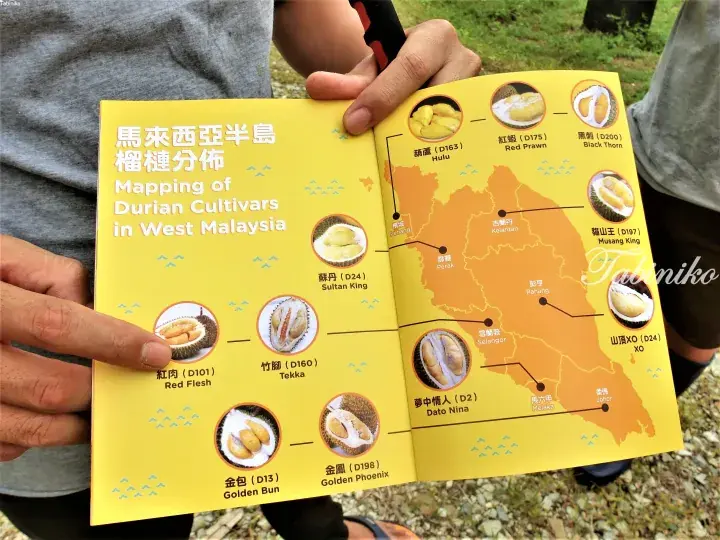 A person holds a yellow map showing durian cultivar distribution across West Malaysia states like Penang, Perak, and Johor.