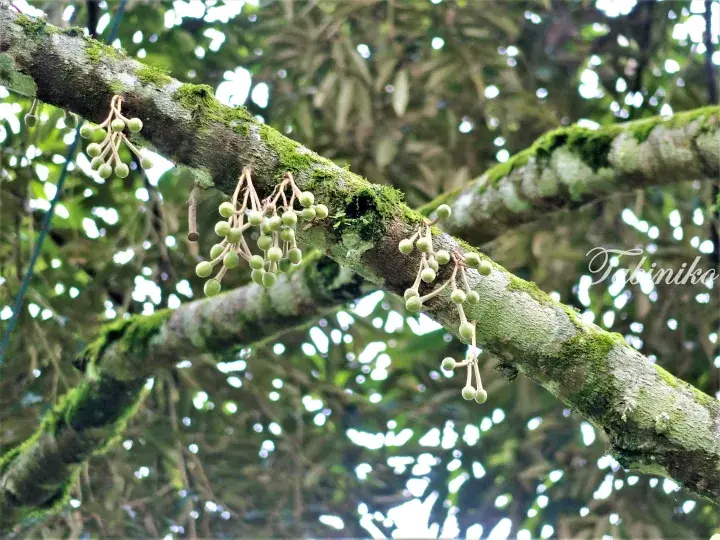 Small green fruits hanging from a moss-covered tree branch in a lush Malaysian forest.