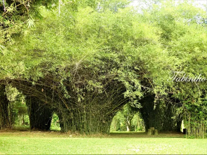 Dense bamboo grove forming a natural canopy tunnel over a grassy area in a Malaysian park.