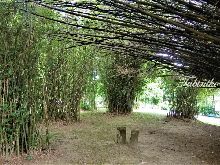 A shaded walkway under a canopy of bamboo trees in a lush Malaysian park.