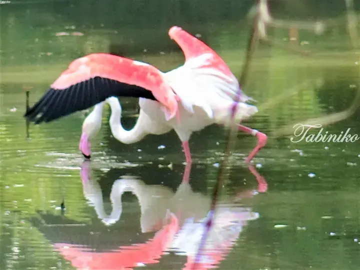 Flamingo with pink and black wings feeding in green water
