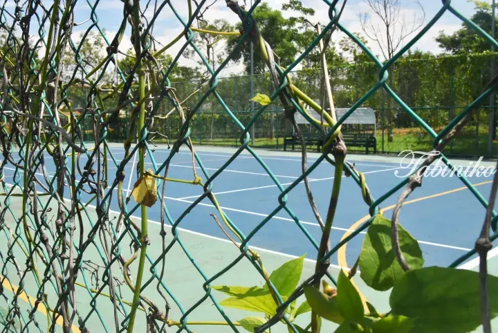 Blue tennis court viewed through a green chain-link fence with vines, under a sunny sky.