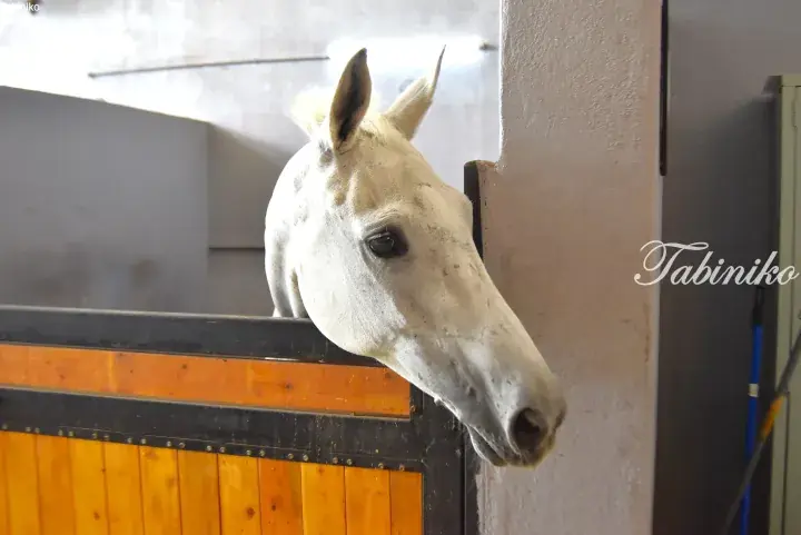 A white horse peeks its head over the wooden stable door in a barn.