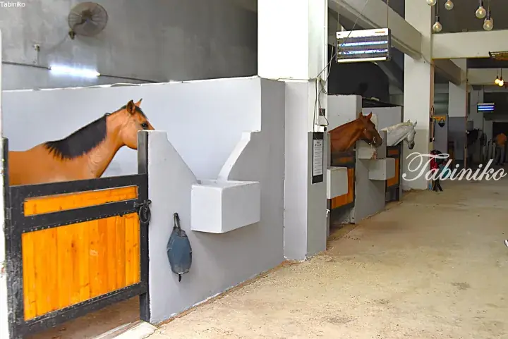 Horses in their stalls at a modern stable interior with concrete walls and wooden gates.