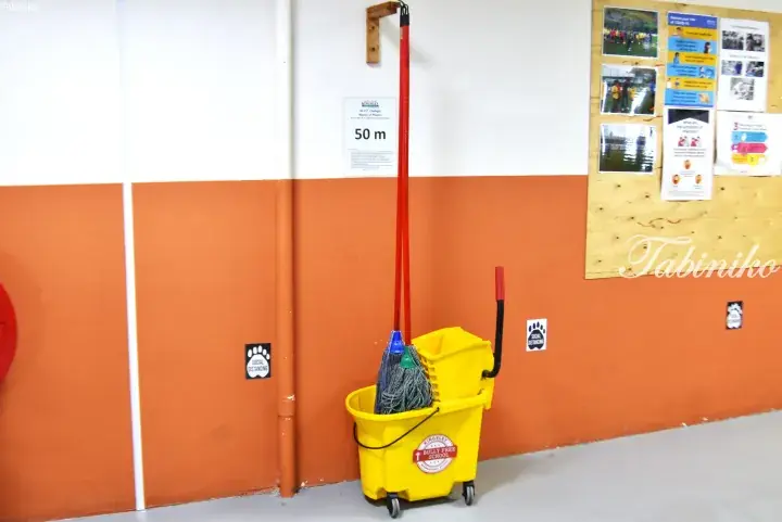 Yellow mop bucket with mops and social distancing paw prints on an orange wall at Kingsley International School.
