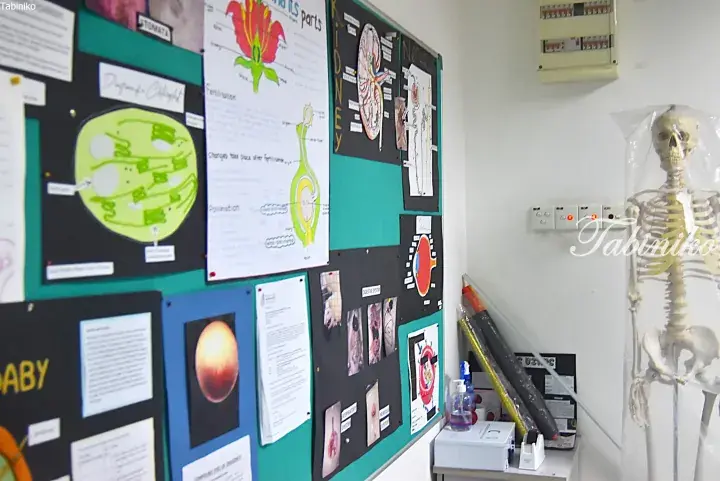 Biology classroom display board with diagrams of cells, flowers, and organs next to a plastic-wrapped human skeleton model.