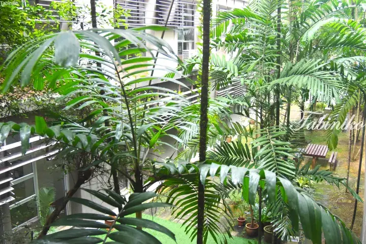 Lush tropical palm trees in a serene courtyard garden at a modern Malaysian property.