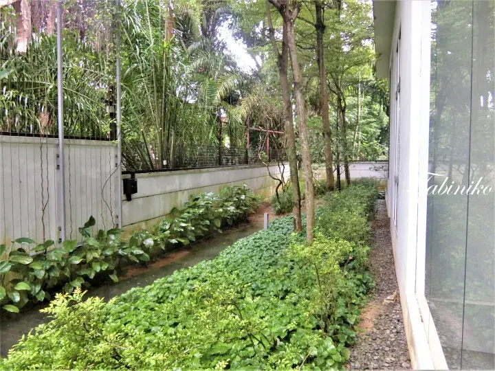 Lush tropical garden with dense greenery and a concrete wall beside a modern house with large glass windows.