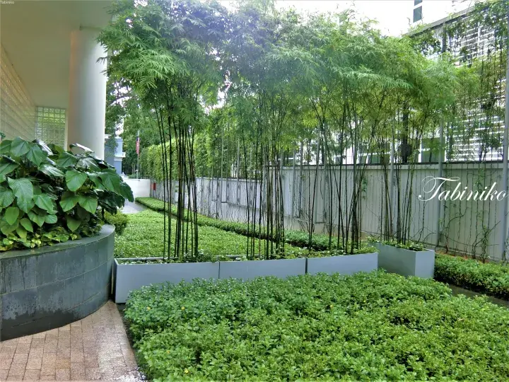 Modern garden with tall bamboo plants in grey planters and lush green ground cover near a building entrance.