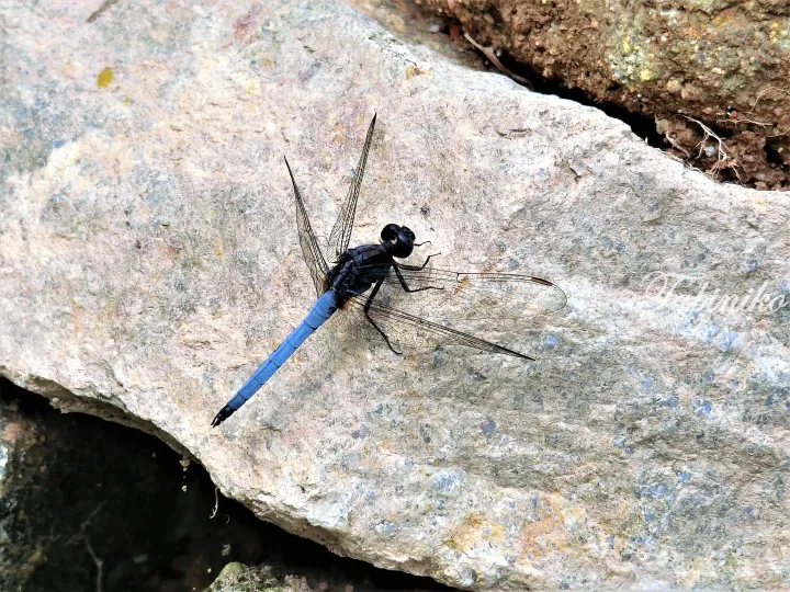 Blue dragonfly resting on a textured rock near water