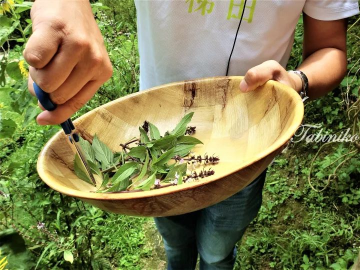 Hands using scissors to trim fresh basil leaves into a wooden bowl in a lush garden setting.