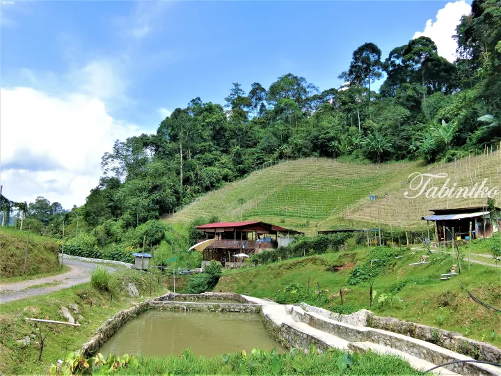 Lush hillside farm with terraced crops, wooden pavilion, and concrete water reservoirs under blue sky