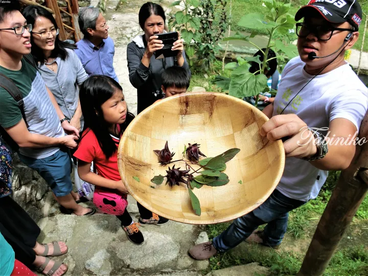 Tour guide shows roselle fruits in a woven basket to an attentive group of tourists during a nature walk.