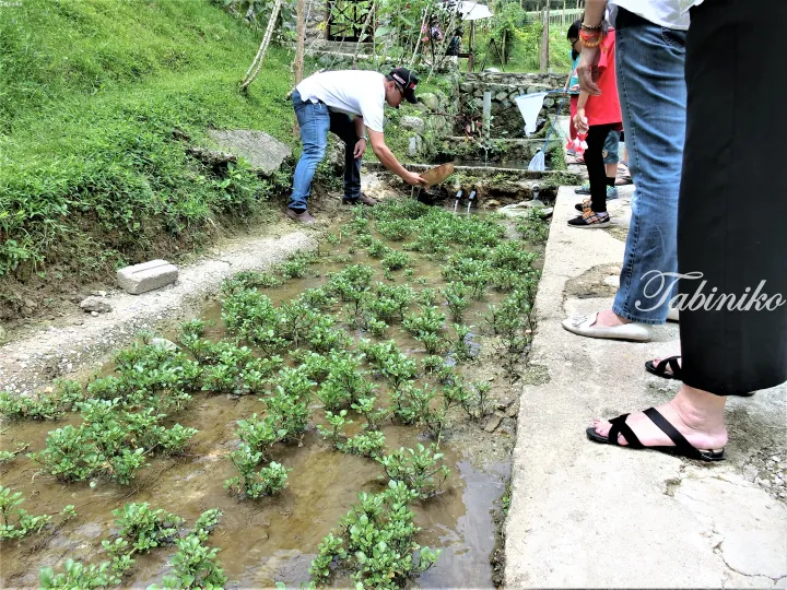 Man panning for gold in a shallow stream at a Malaysian eco-park while visitors observe nearby.