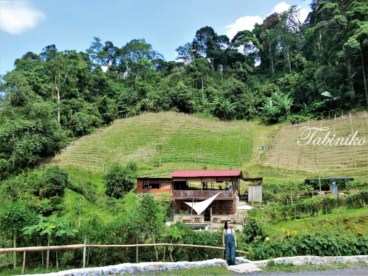 Woman standing near wooden cafe with red roof overlooking terraced hillside farm in lush Malaysian countryside.