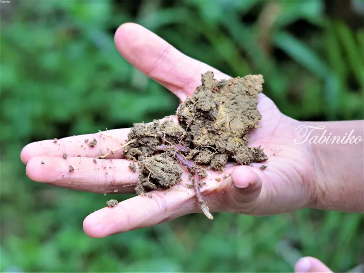 A hand holding rich soil with earthworms, symbolizing healthy land for property development.