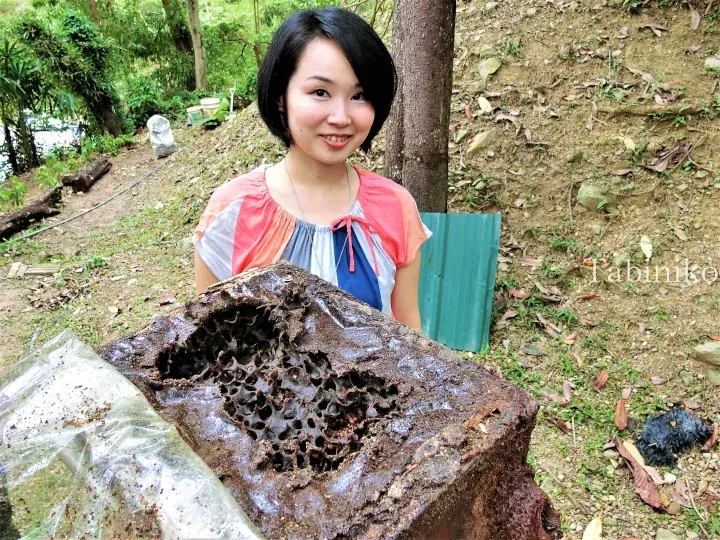 Woman holding a large, dark honeycomb with exposed hexagonal cells in a lush Malaysian forest setting.