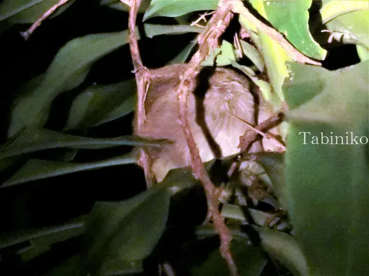 Close-up of a brown bird&rsquo;s nest with eggs nestled among green leaves and branches.