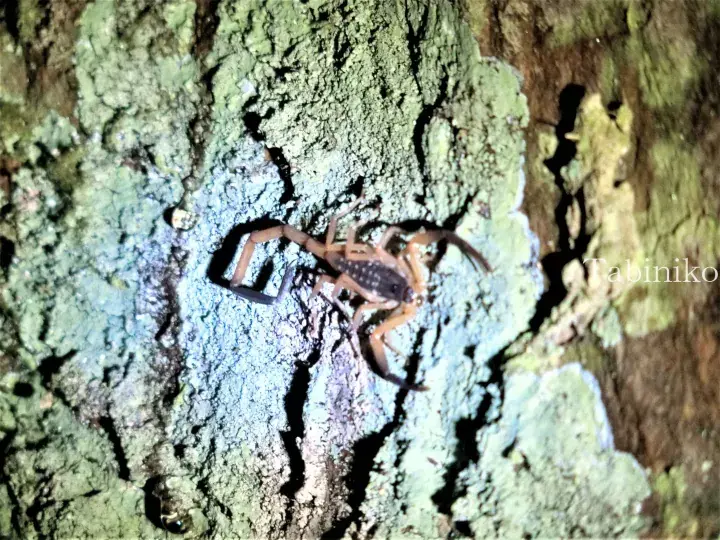 A scorpion with a dark body and light legs resting on a textured tree trunk covered in green lichen.