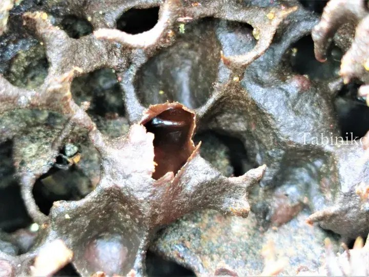 Close-up of a dark brown honeycomb structure with a small insect visible inside one of the hexagonal cells.