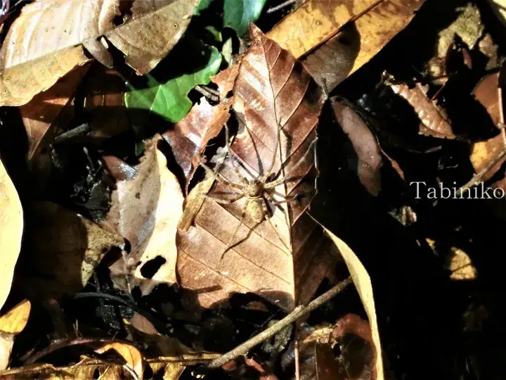 Brown spider camouflaged among dry leaves on the forest floor.
