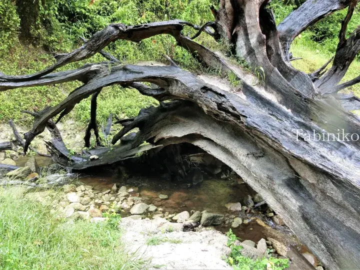 A large fallen tree trunk arches over a shallow stream in a lush Malaysian forest.
