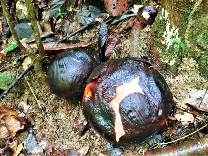 Large dark Rafflesia arnoldii flowers resting on the forest floor in Malaysia.