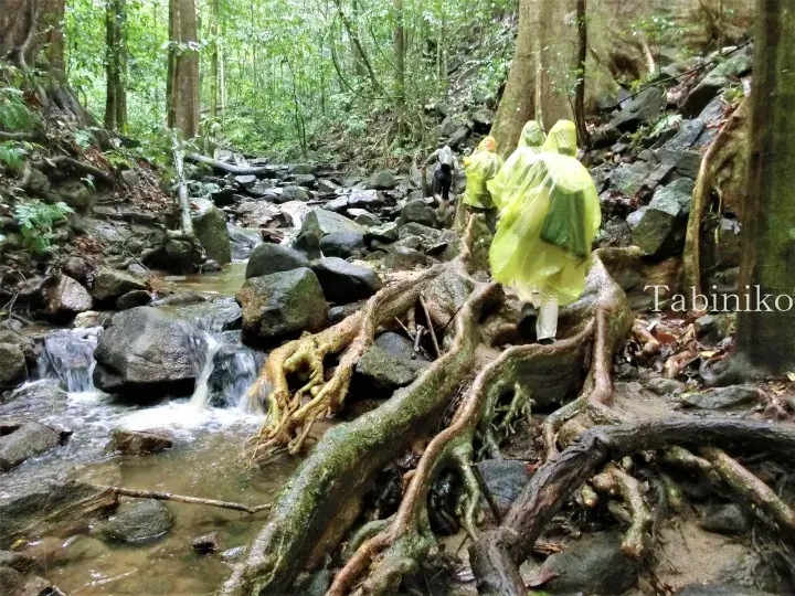 Hikers in yellow raincoats trekking through a lush Malaysian forest stream with exposed tree roots and rocky terrain.
