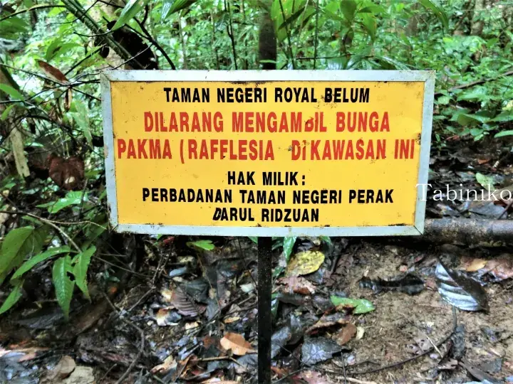 Yellow warning sign in Royal Belum State Park prohibiting the picking of Rafflesia flowers.