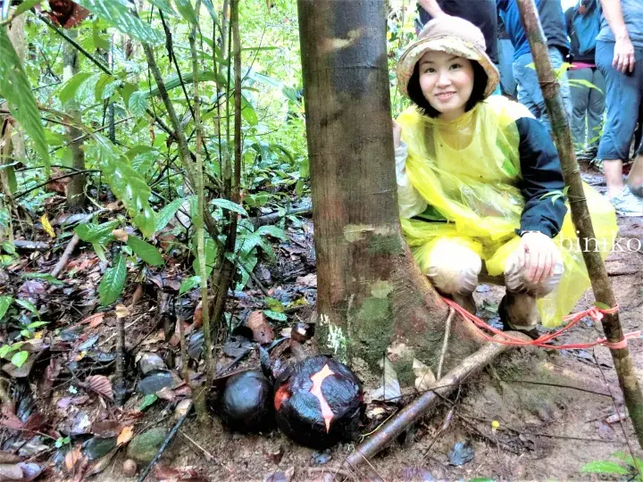 Woman in yellow raincoat crouching beside a large, dark durian fruit at the base of a tree in a Malaysian rainforest.