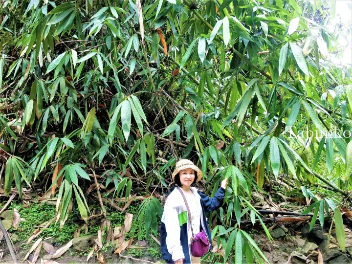 Woman in a hat touching bamboo leaves in a lush green forest.