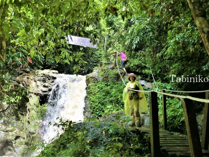 Hikers in rain gear walk past a waterfall near a Royal Belum sign in a lush Malaysian jungle.
